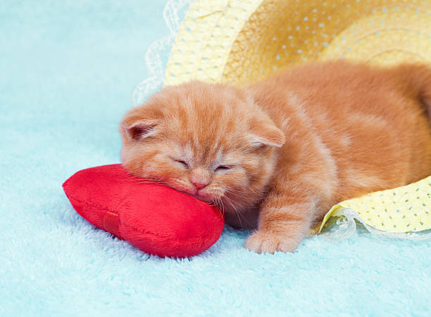 istock Little kitten sleeping in the straw hat 476177147