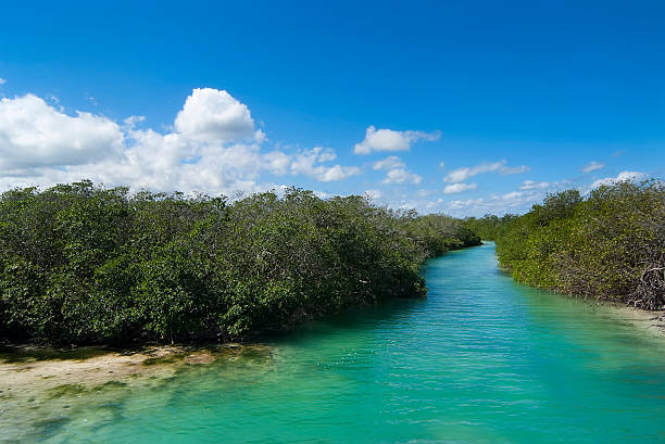sian ka'an biosphere reserve - latin america travel destinations yucatan mexico zdjęcia i obrazy z banku zdjęć