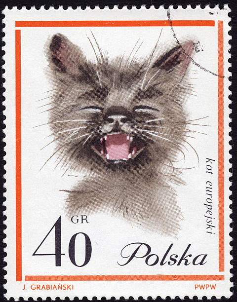 istock Polish postage stamp showing a European cat 476178389