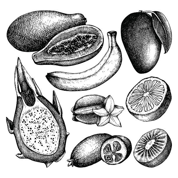 векторная коллекция чернила рисованные экзотические фрукты sketch - guava vegetable tropical climate fruit stock illustrations