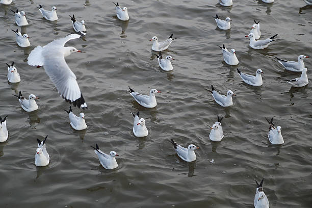 istock Seagull swimming on the sea 476180526