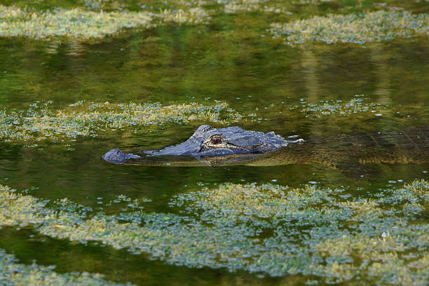 istock Alligator in Florida swamp 476180558