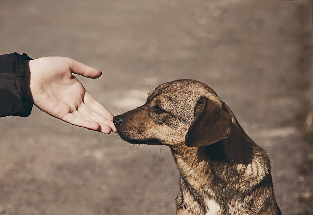Helping child hand and lonely homeless dog with sad eyes