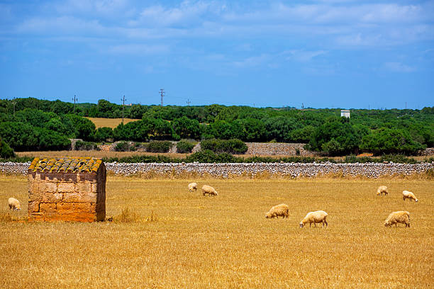 Menorca sheep flock grazing in golden dried meadow at Balearic Islands