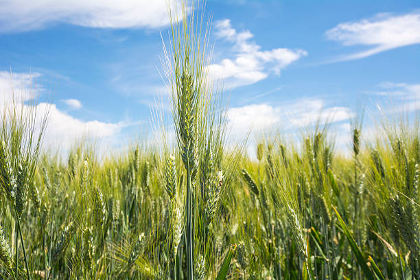 istock Closeup unripe wheat ears. Blue Sky in the background. 476180984