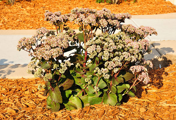 istock Flowering Sedum Matrona 476181377