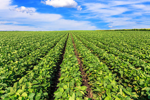 istock Soybean field in Central Illinois 476181611