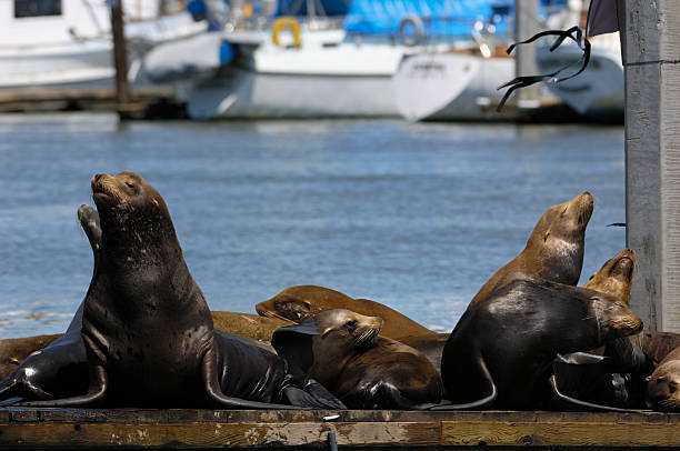 istock Wild Sea Lions on Boat Dock 476181619