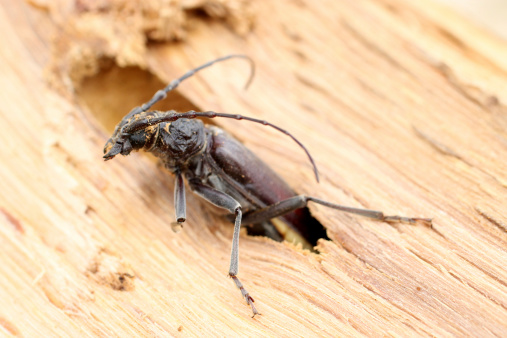 Capricorn insect on oak wood. Beetle on wooden background.