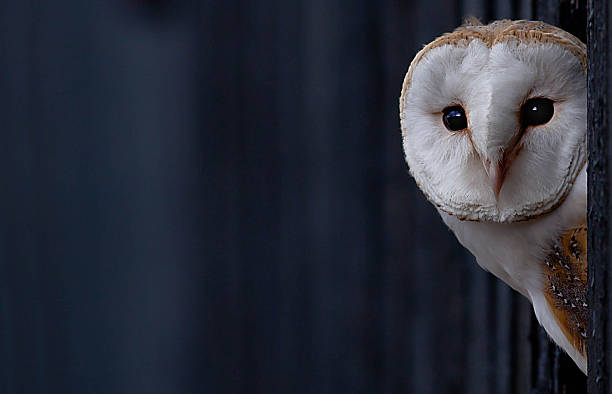バーンミミズク - barn owl ストックフォトと画像