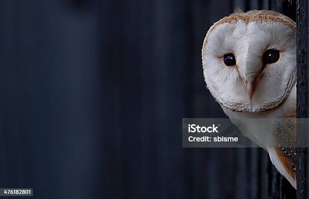 Barn Owl Stock Photo - Download Image Now - Barn Owl, Animal Wildlife, Animals Hunting