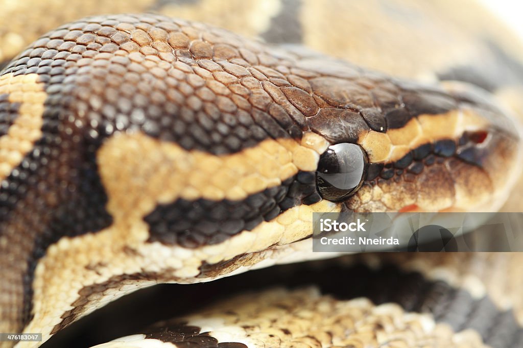 Ball Python Forward Facing Ball Python Close Up Stock Photo - Download Image Now - Animal, Animal ...