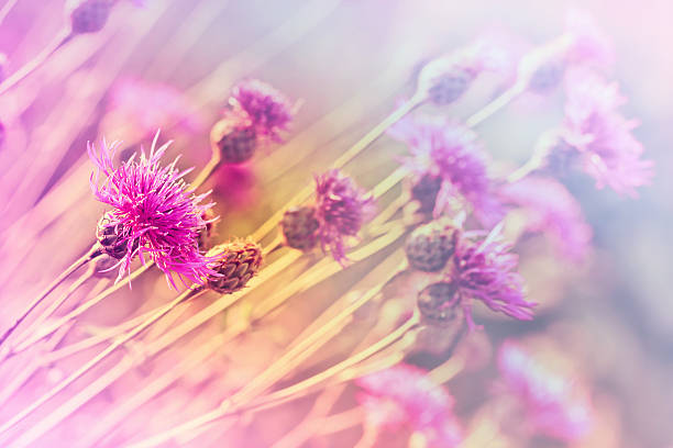 fiorente (fiorito cardo-burdock) - flower may thistle purple foto e immagini stock