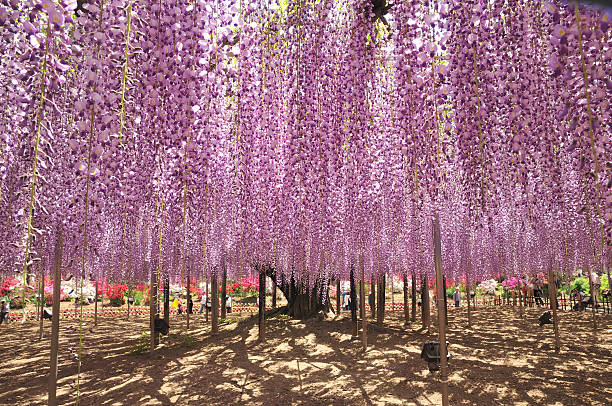 istock Wisteria flowers 476183590