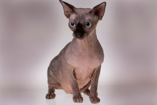 isolated bald cat (sphinks cat