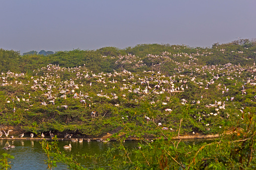 Many nestling birds on the pond close to South Indian village Uppalapadu