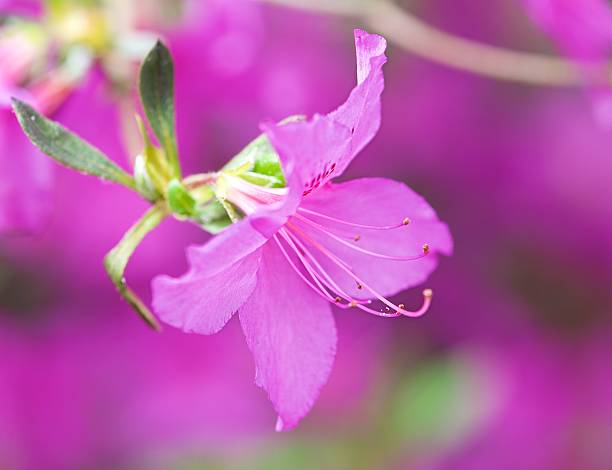 istock Violet blossom flower, wild nature. Macro 476184704