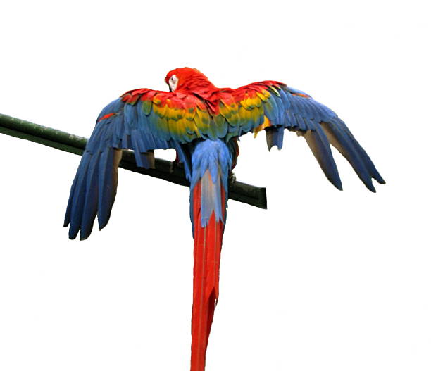 Back view of a parrot perched with open wings on white background, taken on Amazon, Northern Brazil. 