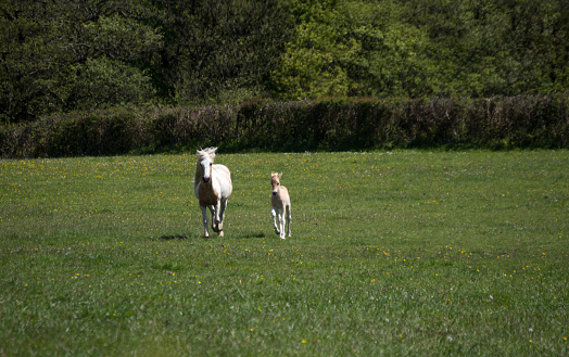 Image of a young foal with his mother running side by side through a green field