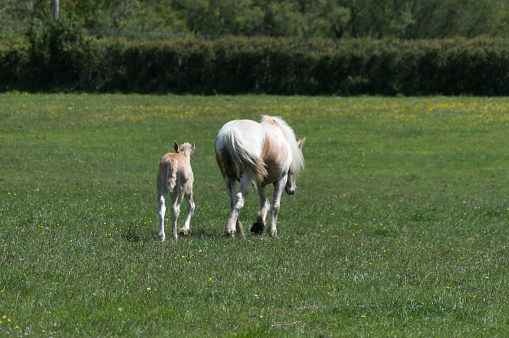Image of a young foal with his mother walking side by side through a green field