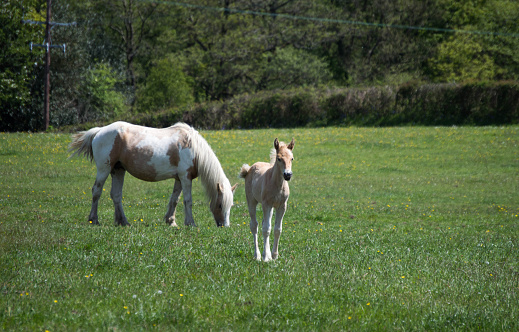 Young foal with his mum in a green field on a sunny day