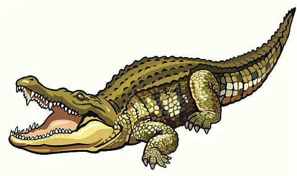 Vector illustration of nile crocodile