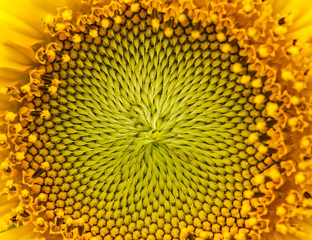 istock Sunflowers in Lopburi, Thailand 476189827