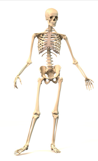 Male Human skeleton, extremely detailed and scientifically correct, in dynamic posture, front view. On white background, clipping path included. Anatomy image.