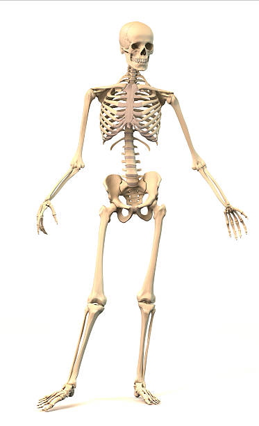 Male Human skeleton, in dynamic posture, front view. stock photo