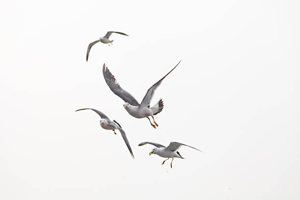Seagull flying stock photo