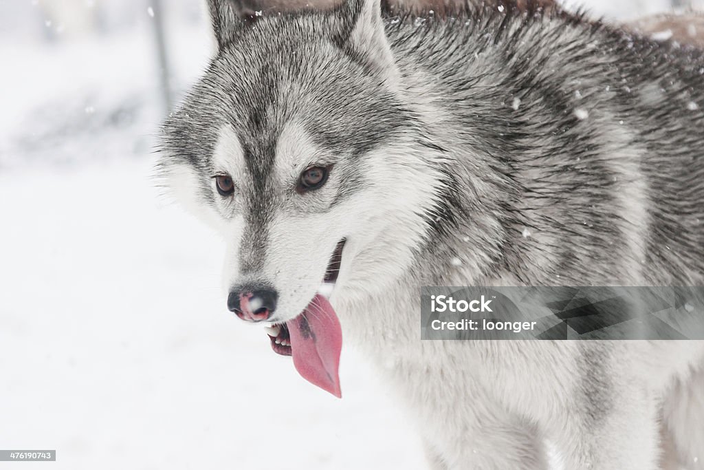 husky dans la neige - Photo de Alaska - État américain libre de droits