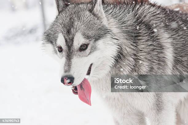 Photo libre de droit de Husky Dans La Neige banque d'images et plus d'images libres de droit de Alaska - État américain - Alaska - État américain, Animaux de compagnie, Blanc