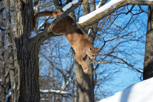 Cougar or mountain lion jumping down from a tree limb.