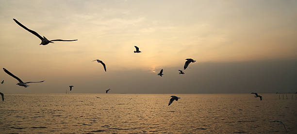 istock Seagull with sunset at Bang Pu beach 476191326