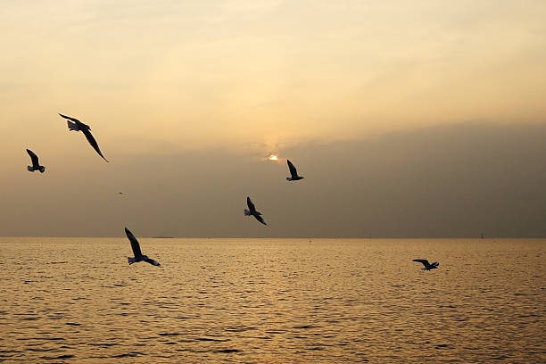 istock Seagull with sunset at Bang Pu beach 476191556