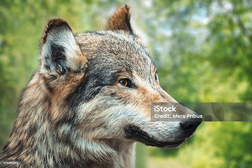 Summer wolf Portrait of summer wolf in green woods. Animal Stock Photo