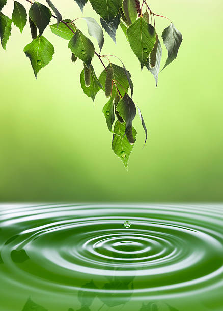 Fresh leaves of birch above the water