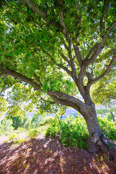 istock Menorca oak tree forest in northern cost near Cala Pilar 476197004