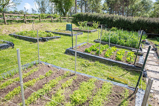istock Vegetable garden allotment 476197200
