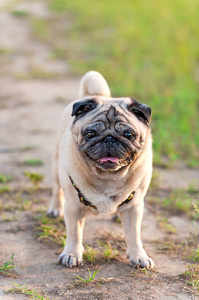 istock old pug dog for a walk 476197505