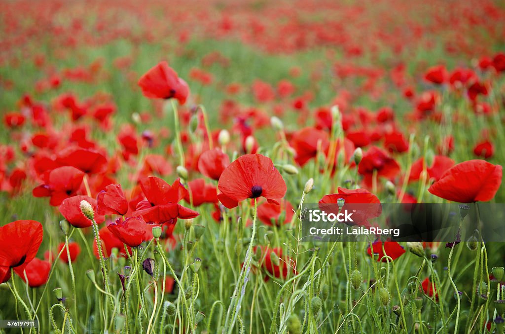 De pavot field - Photo de Arbre en fleurs libre de droits