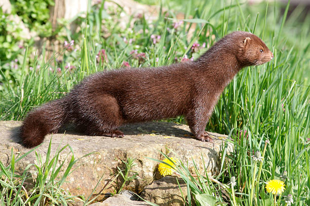 American mink, Mustela vison American mink, Mustela vison, sussex, spring american mink stock pictures, royalty-free photos & images