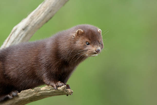 American mink, Mustela vison American mink, Mustela vison, sussex, spring american mink stock pictures, royalty-free photos & images