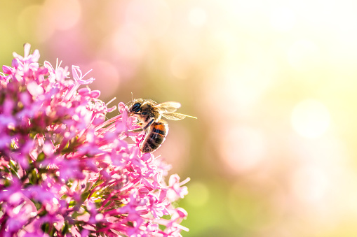 Close-up photography of a single bee insect, pollination process, in spring / summer season, outdoors, gathering pollen on pink red valerian flower wild plant, under sunlight in background during a bright and warm sunset. Shot with some bokeh and copy space on right of the image.