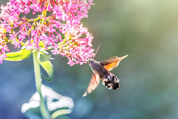 Hummingbird Hawk-moth (Macroglossum stellatarum) is eating nectar from pink valerian flower like a hummingbird.
