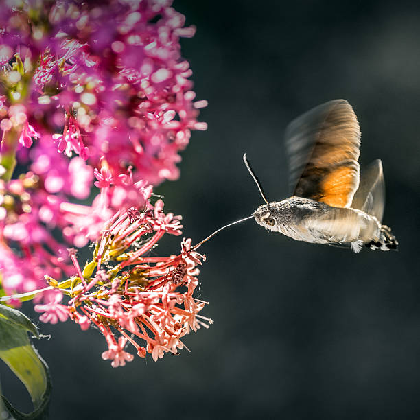 Hummingbird Hawk-moth (Macroglossum stellatarum) is eating nectar from pink valerian flower like a hummingbird.