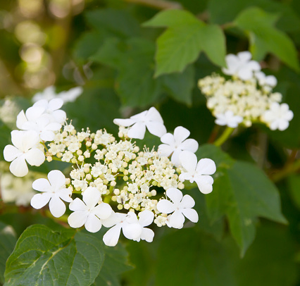 Deciduous shrub to 4m, with hairless, greyish, angled young twigs; buds with scales. Leaves palmate with 3, occasionally 5, toothed lobes, usually hairy beneath. Flowers white, in broad flat-topped clusters, 4-5-10.5cm across; inner flowers fertile, 4-7mm, surrounded by a few large sterile flowers, 15-20mm. Ripe berry red.