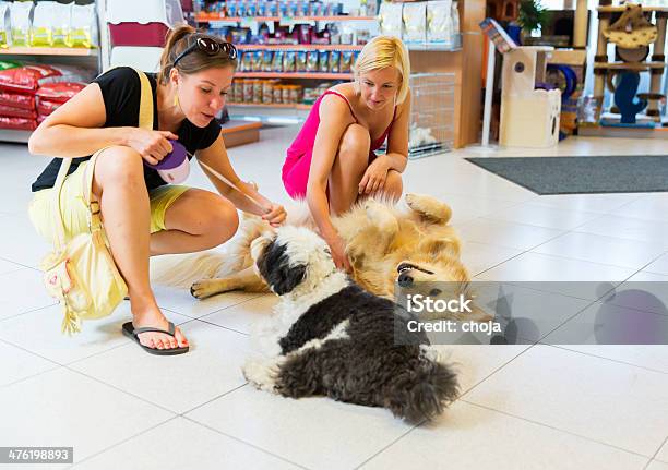 Un Golden Retriever E Tibetan Terrier In Un Negozio Per Animali Riproduzione - Fotografie stock e altre immagini di Animale