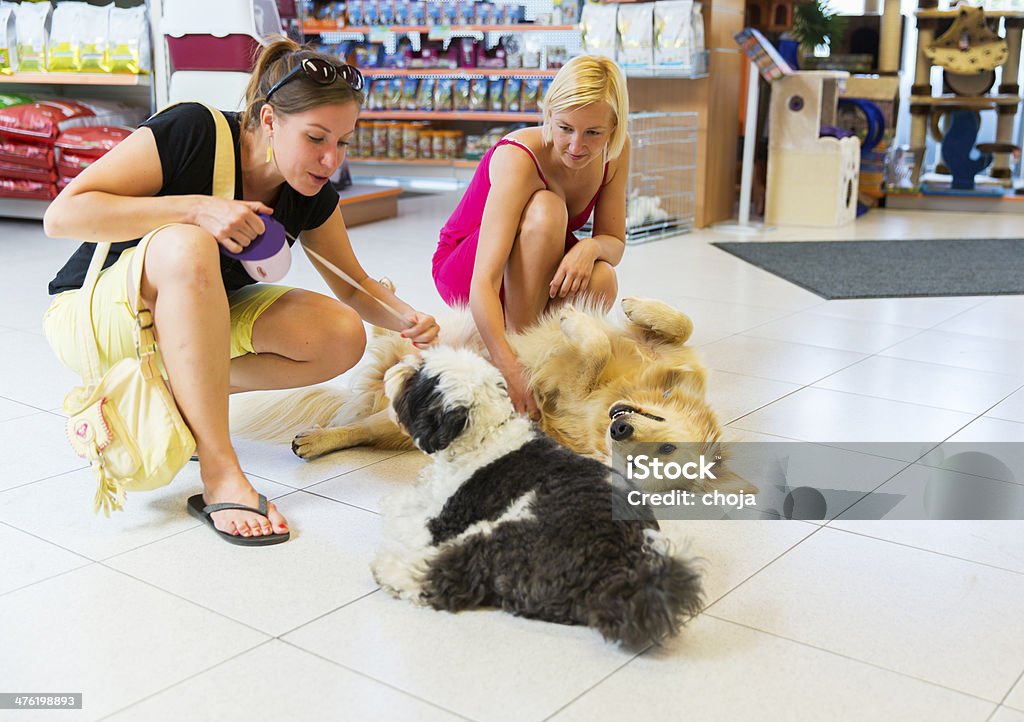 Ładny Złoty retriever i Tibetan Terrier w pet przechowywać Gra - Zbiór zdjęć royalty-free (Centrum handlowe)