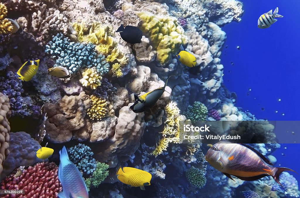 Corais e peixes no mar vermelho. Egito, África. - Foto de stock de Abaixo royalty-free